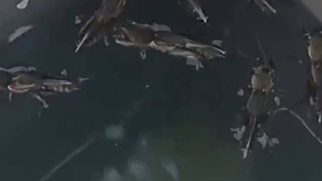 这是什么有人认识吗