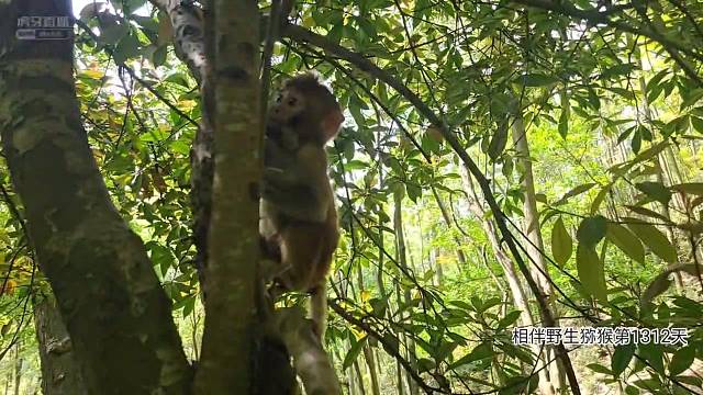 魔芋、魔玲小猴几们