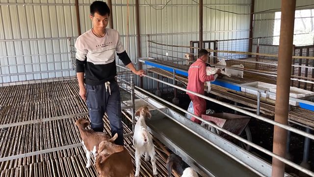 小羊一天天的长大了，父子俩羊圈干活也有劲，希望以后卖个好价钱