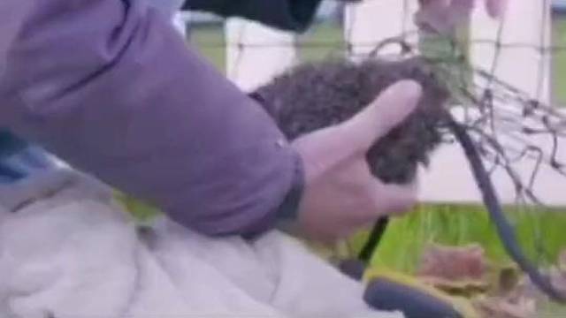 老爷爷帮小刺猬脱落