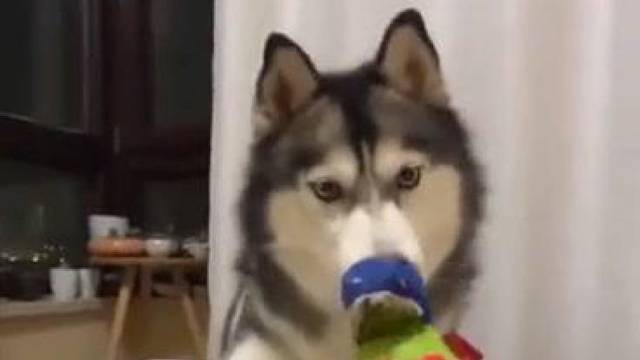 主人打狗狗的玩具，二哈愣了然后生气了，估计要拆家！