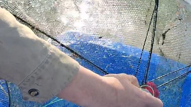 虾笼的意外收获！