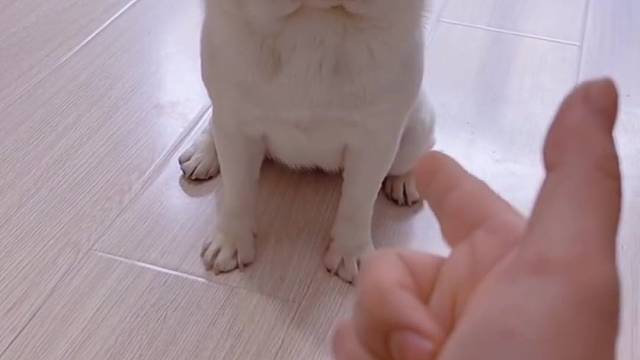 哎呀妈呀，这也太招人喜欢啦。