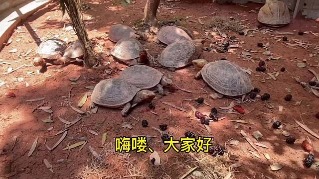 黄缘闭壳龟，互动之王，龟中2哈