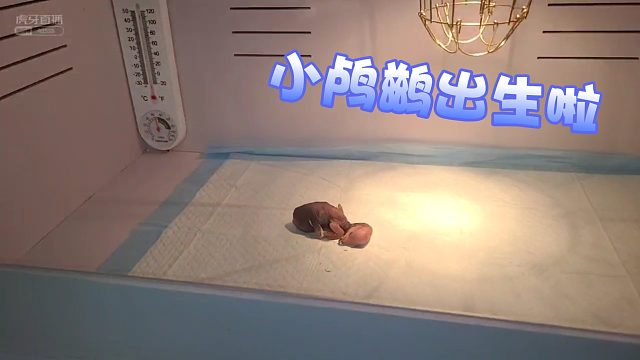 【微山湖】小鸬鹚出生啦