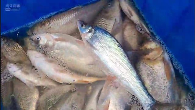 【微山湖】我们捕鱼很随意