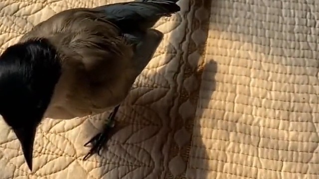 收养的灰喜鹊把主人当亲人