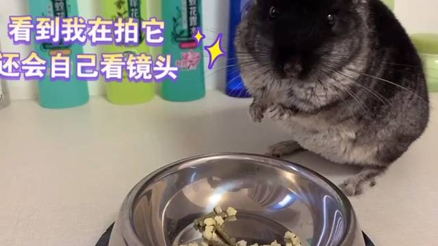【龙猫干饭记】只要有饭吃随你怎么撸