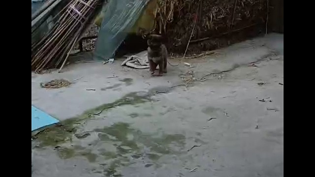 牧羊犬