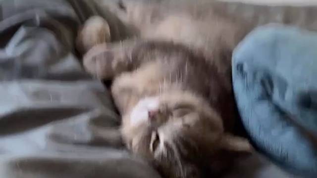 臭猪猪睡得真舒服