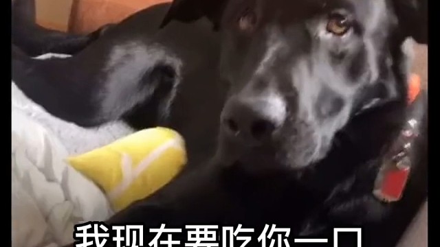 狗狗：我是狗，不是傻子...