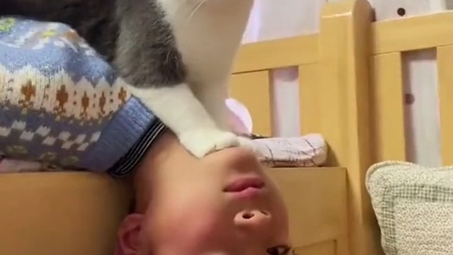 猫咪：我劝你不要多管闲事