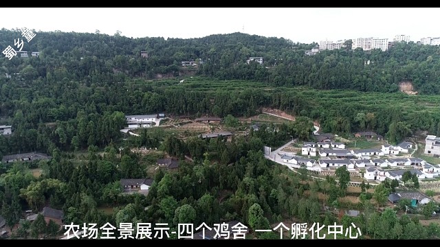 黑凤乌鸡中国黑宝五黑鸡乌骨鸡乌鸡绿壳鸡蛋