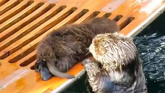 母爱是不分物种的