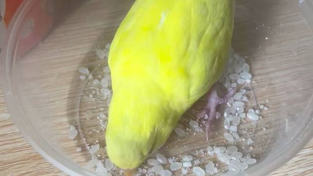 小黄有人喜欢的吗一起探讨