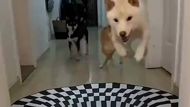 毛孩子们也能看出立体感