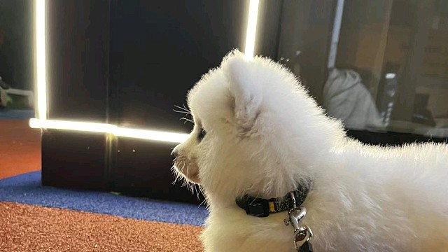 几天没下楼，跟疯了一样