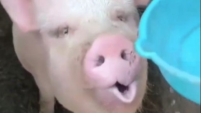 猪猪女孩喝水都和别人不一样呢 -