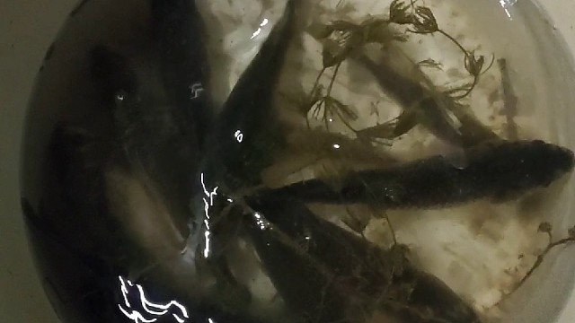 一竿在手，其乐无穷