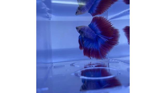 泰国斗鱼活体观赏鱼好养耐活免打氧鱼热带鱼宠物