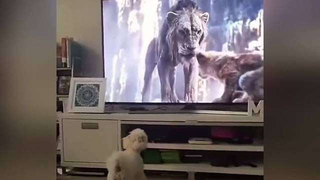 太专注，不一定适合你哟，泰迪