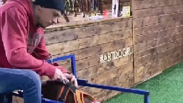 国外多次获奖的狗狗是如何练成的