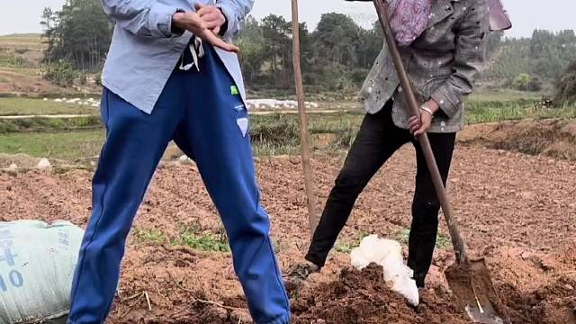 这辈子是离不开甘蔗了