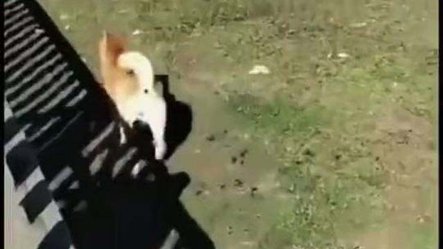 旁边的狗子：净整些狗不会的