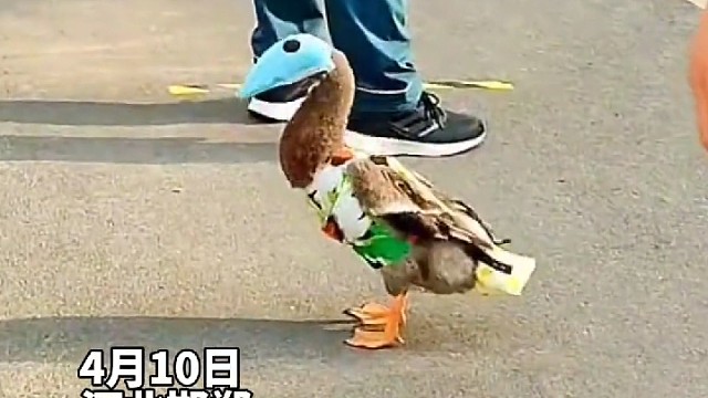 鸭子陪主人去做核酸，网友：排队中最亮的崽