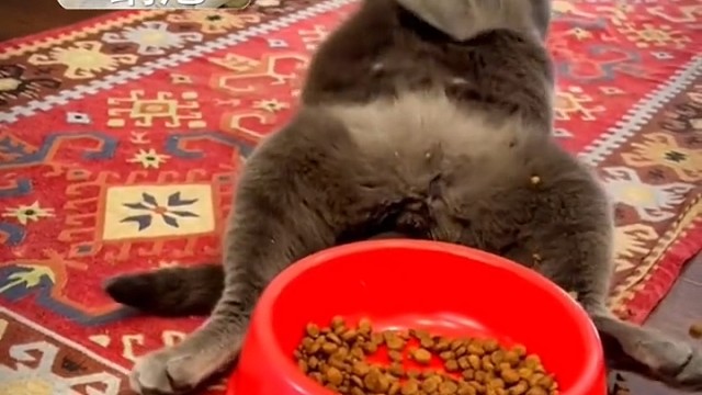 由于你吃饭没猫相，猫星去除了你的名字！