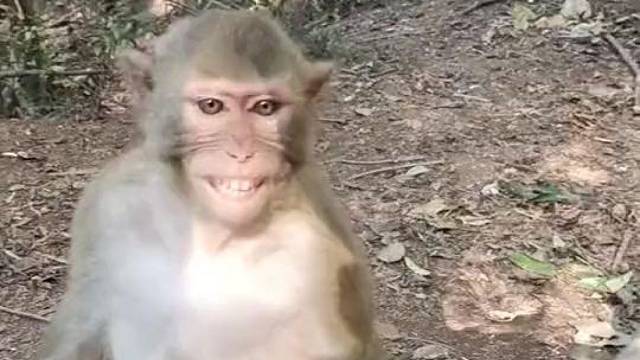 看这姿势，没有吃的要挨猴哥打