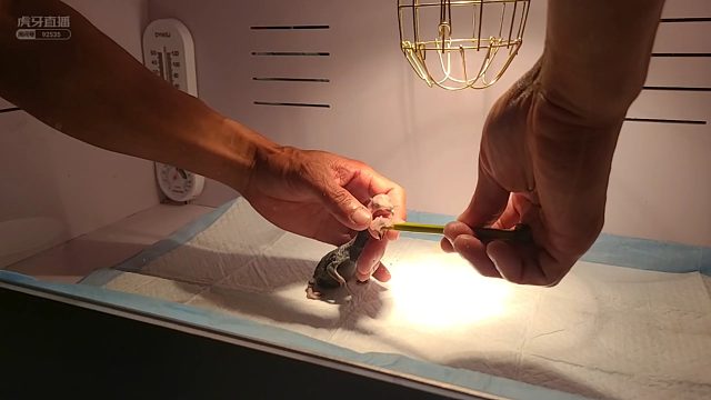 【微山湖】干饭小鸬鹚