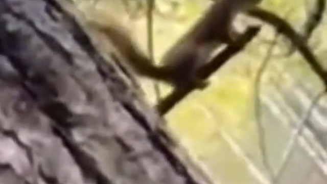 松鼠:唉～人生无常，大肠包小肠