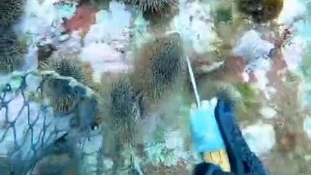 原来海胆是这么捕捞的，怎么有种上山捡板栗的既视感