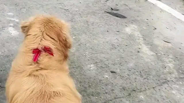 狗狗什么场面没见过！