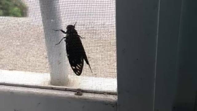 夏天到了知了也来了……一起吱吱吱叫