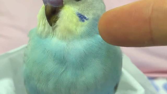 封城时，网友一把屎一把尿带大的宝贝