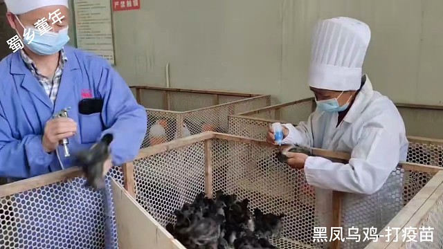黑凤乌鸡绿壳鸡蛋生态林下散养土鸡土鸡蛋