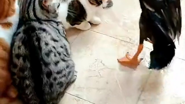 五个同类没干过一个外来的