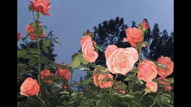 蝴蝶爱慕花纷飞痴缠难分难解～