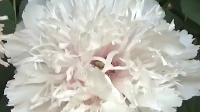 5名保安轮流守护洛阳珍品牡丹，牡丹：我好紧张