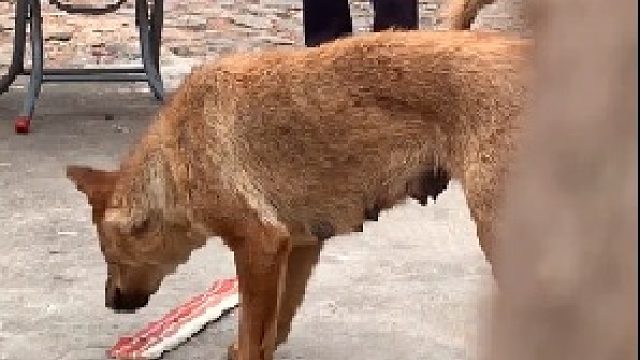 狗：咦？这肉咋都不香了？