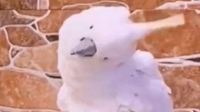 这鹦鹉求生欲太强了吧