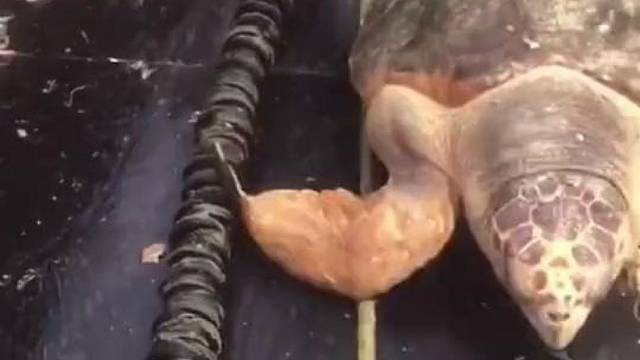 海龟：谢谢大兄弟给我除藤壶