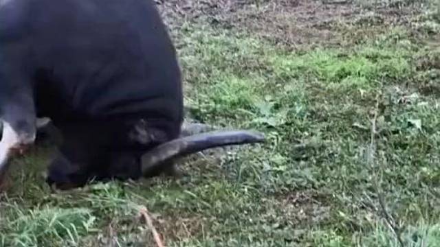 早上起来放牛，它这是怎么了。