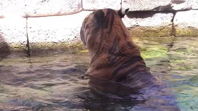 这个老虎也是个罕见种！