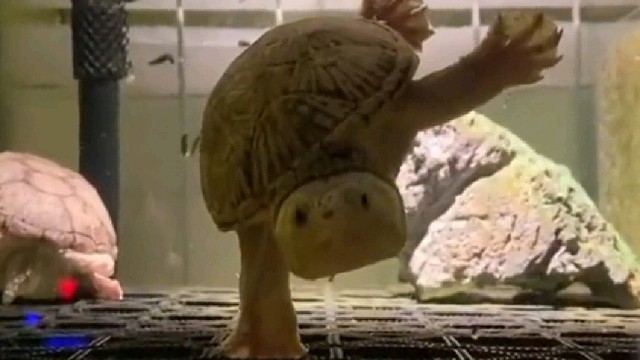 这就是乌龟大师吧？感觉他一脸炫耀的样子...