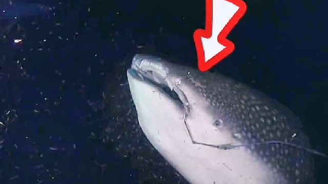 潜水员接力深海解救被鱼钩钩住的鲸鲨，事后鲸鲨召来伙伴表示感谢