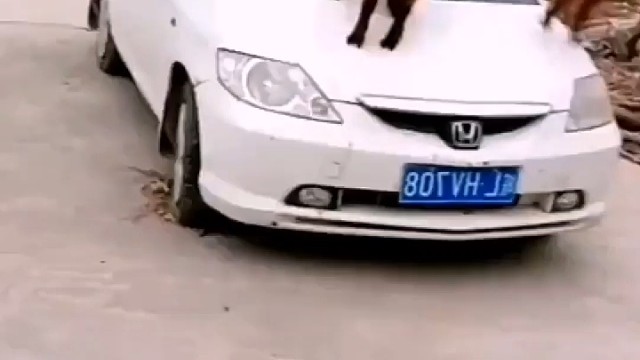 看见小羊在车上玩得开心，我不忍心赶走它们。毕竟车不是我的，羊也不是我的！