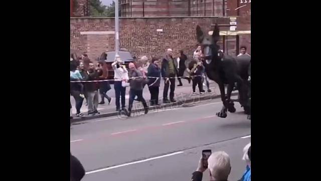 今年春节的时候他们这样遛狗，是不是很拉风